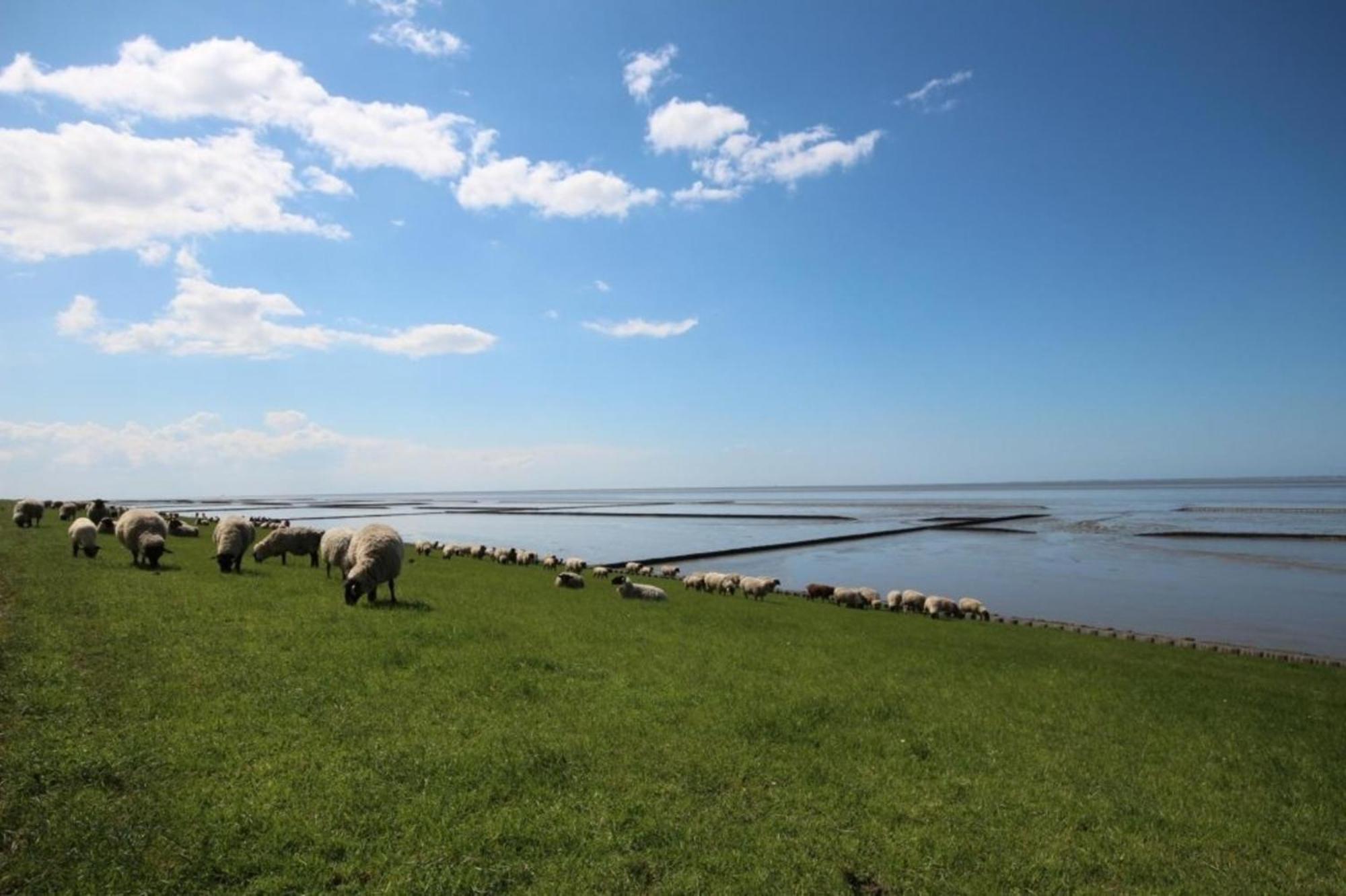 Kleine Nordseewelle Ohne Hund Норден Екстериор снимка